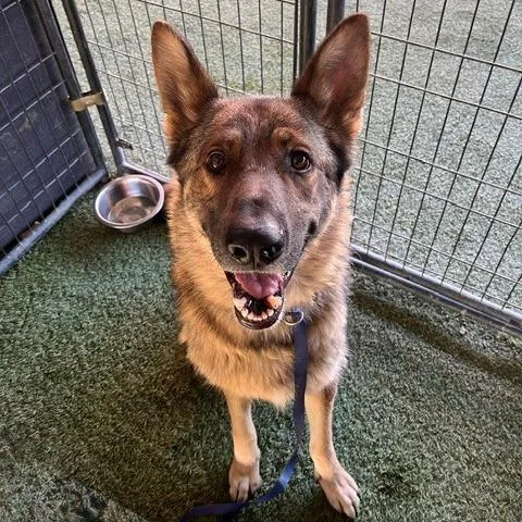 An adult large-sized male German Shepherd Dog dog named Gunther for adoption in Grass Valley, CA