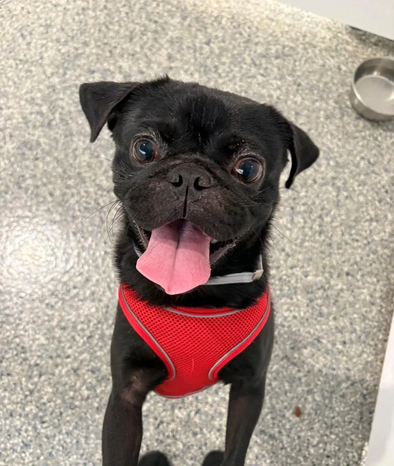 Rufio