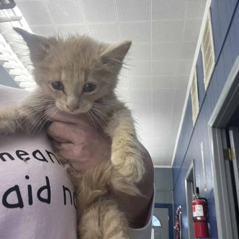 A baby small-sized male Buff / Tan / Fawn Domestic Medium Hair cat named Biscuit for adoption in Oak Hill, WV
