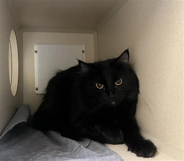 An adult small-sized female Domestic Long Hair cat named Jazzy for adoption in Denver, CO