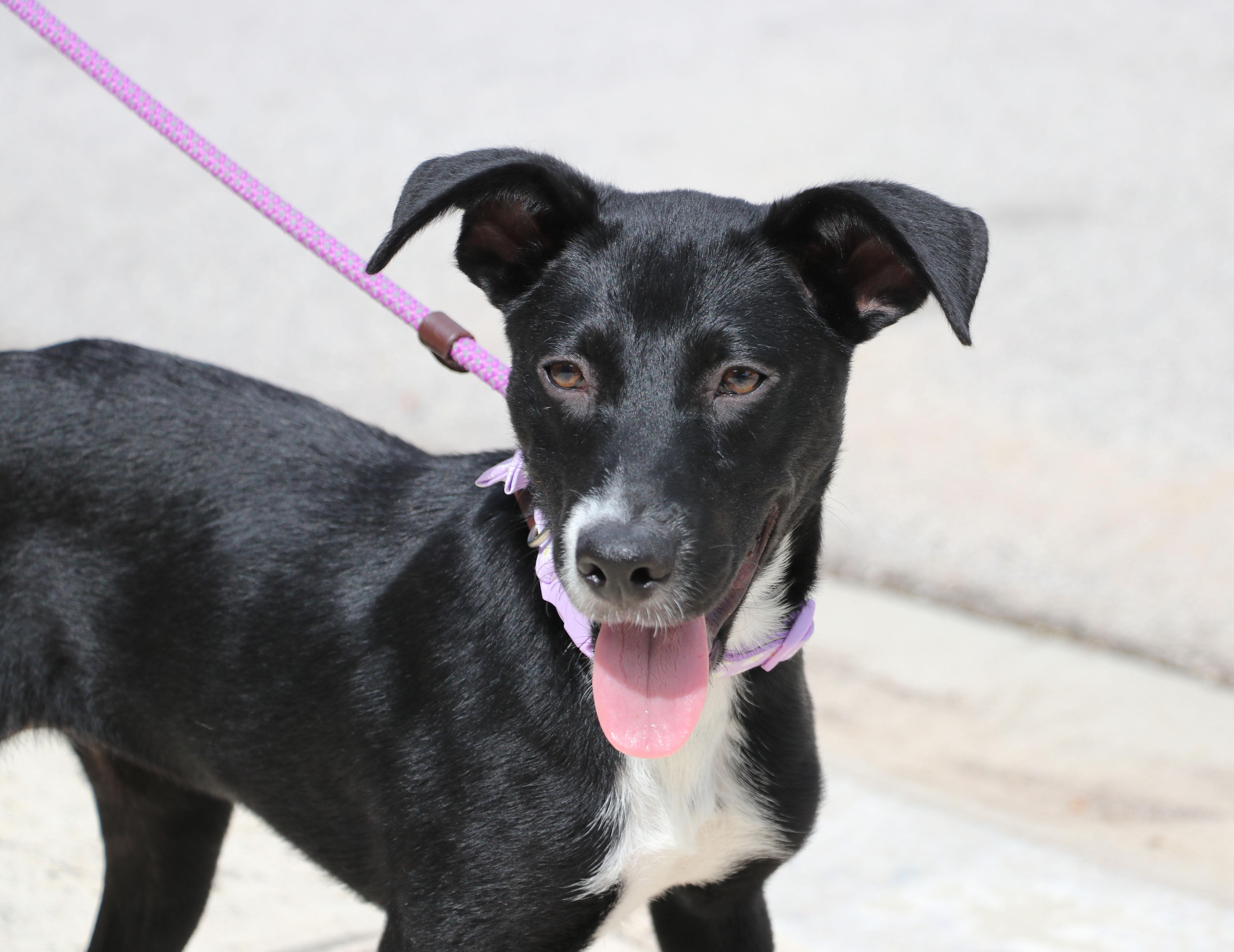 A baby medium-sized female Black Mixed Breed dog named Greta for adoption in Pflugerville, TX