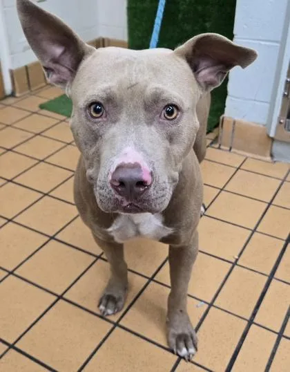 An adult medium-sized male Terrier dog named Hutch for adoption in Gainesville, FL
