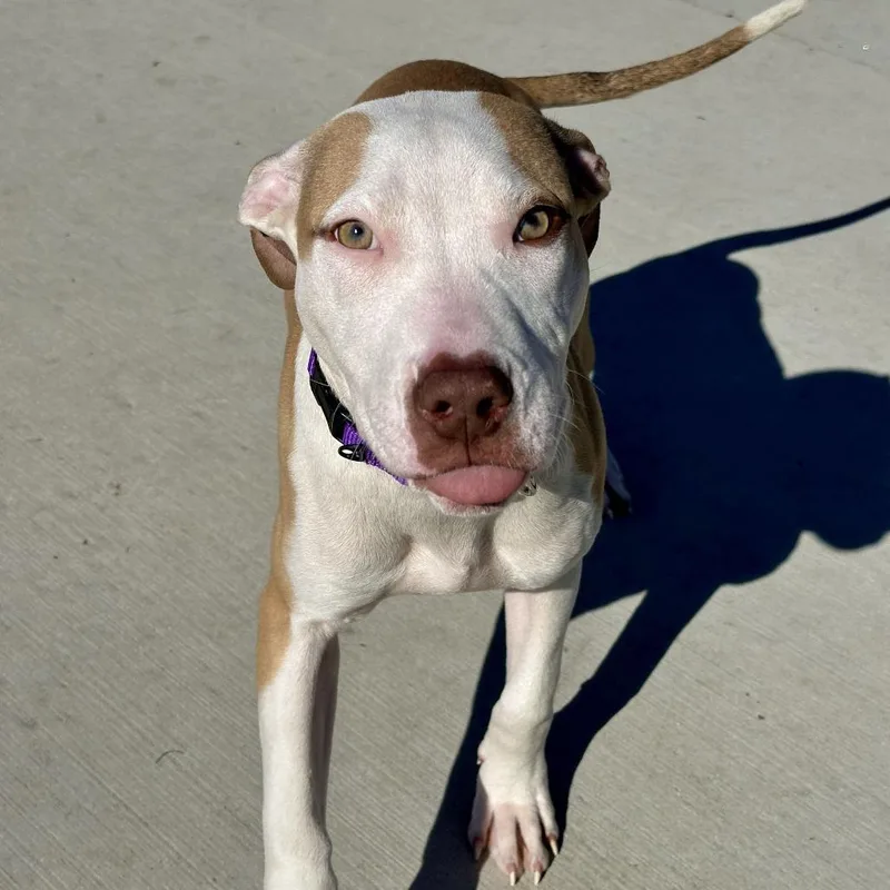 A young medium-sized female Pit Bull Terrier dog named Blair for adoption in Matteson, IL