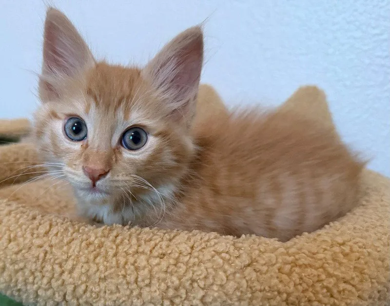 A baby medium-sized male Orange / Red Domestic Long Hair cat named Michelangelo for adoption in St. Helens, OR