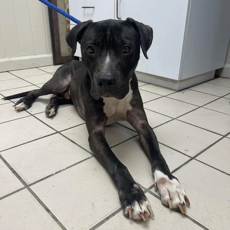 An adult medium-sized male Black Pit Bull Terrier dog named Hendrix for adoption in Tuscaloosa, AL