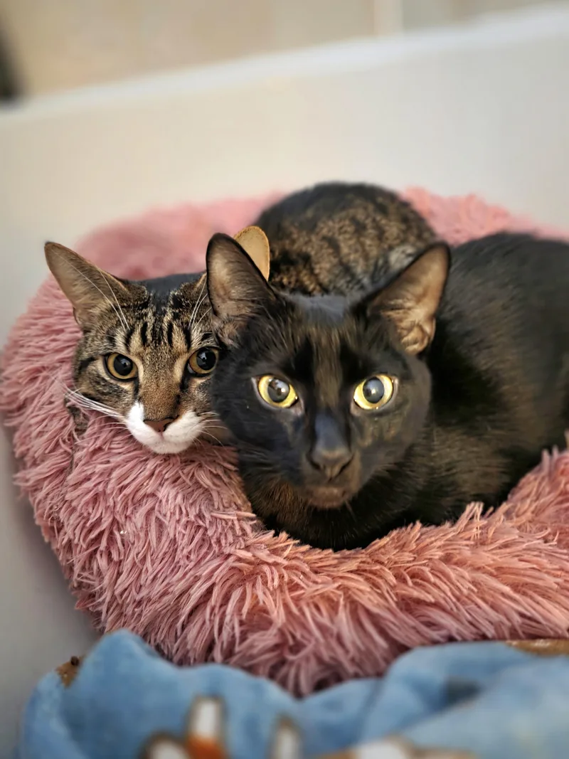 An adult medium-sized male Black Domestic Short Hair cat named Hall & Oates for adoption in Brooklyn, NY