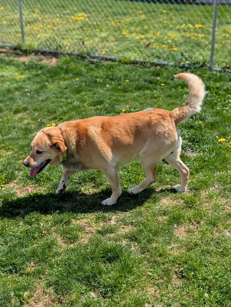A senior large-sized male Yellow / Tan / Blond / Fawn Yellow Labrador Retriever dog named Prince for adoption in Chambersburg, PA