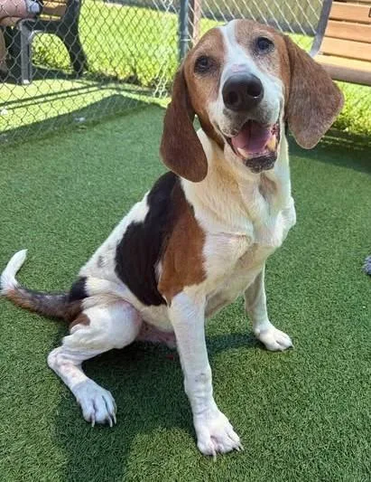 An adult medium-sized male Mixed Breed dog named Bobby for adoption in Columbia, SC