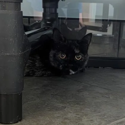 An adult small-sized female Dilute Tortoiseshell Domestic Short Hair cat named Lorraine for adoption in Dubuque, IA