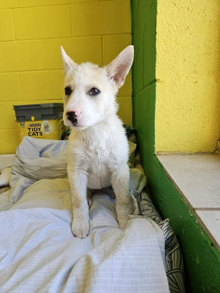 Tiny Tot thumbnail 2