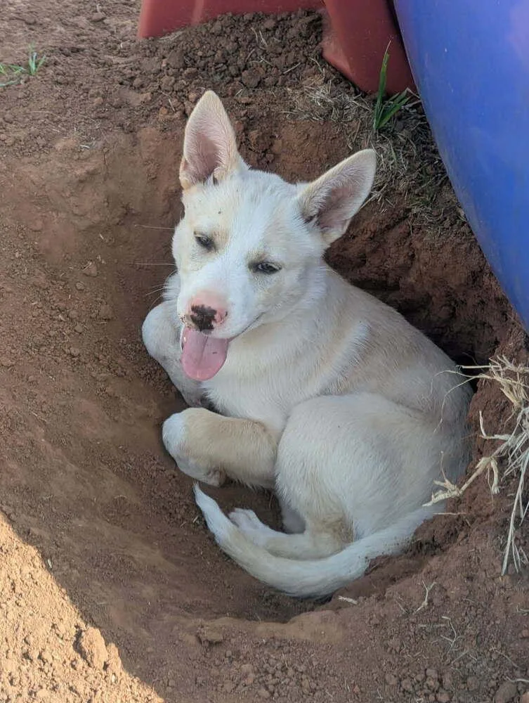 Tiny Tot thumbnail 3