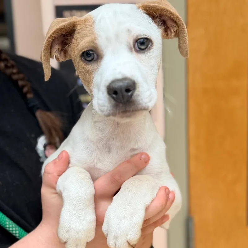 A baby small-sized male White / Cream Terrier dog named Gus for adoption in Columbus, GA