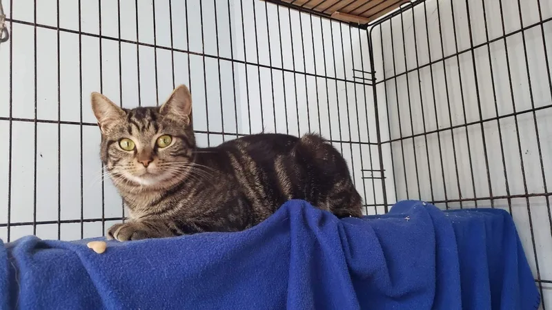 Sally Mae thumbnail 2