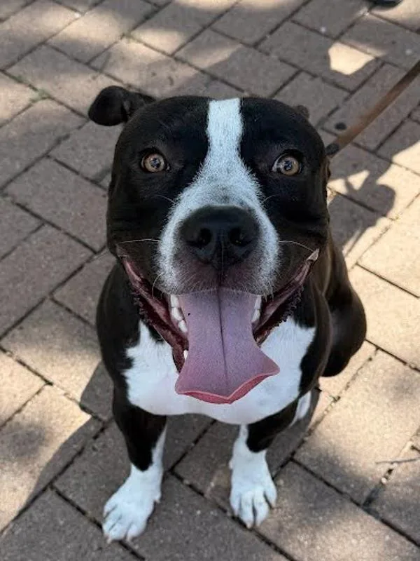 A young large-sized male Mixed Breed dog named Coy for adoption in Austin, TX