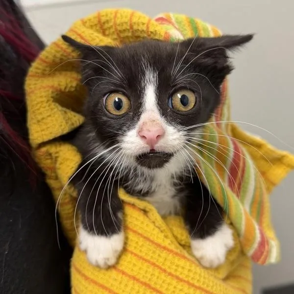 A baby small-sized male Domestic Short Hair cat named Working Cat Dewey for adoption in San Diego, CA