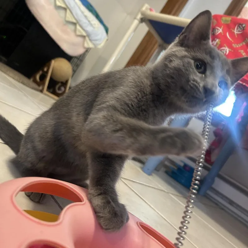 A baby small-sized male Gray / Blue / Silver Domestic Short Hair cat named Will for adoption in Middletown, NY