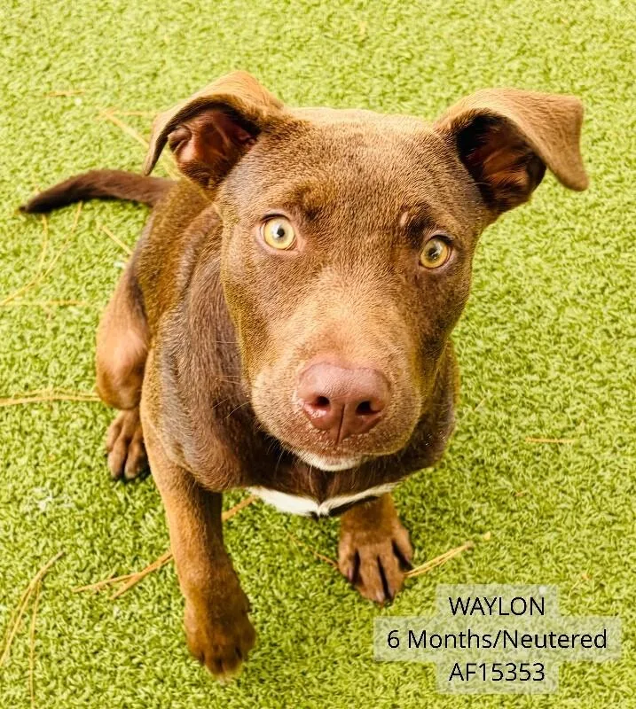 Waylon