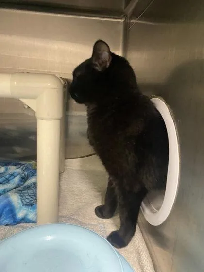 An adult large-sized male Domestic Short Hair cat named Deadpool for adoption in Hobart, IN