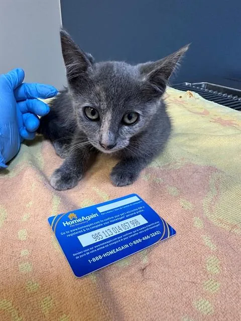 A baby small-sized female Domestic Short Hair cat named Bug for adoption in San Luis Obispo, CA