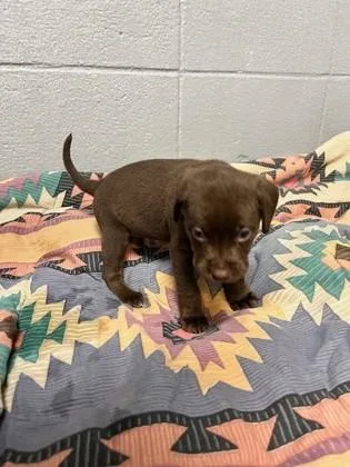 An adult small-sized male Mixed Breed dog named Oatmeal for adoption in Port Allen, LA