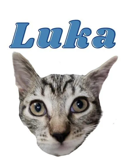 A young small-sized male Domestic Short Hair cat named Luka for adoption in Columbus, IN