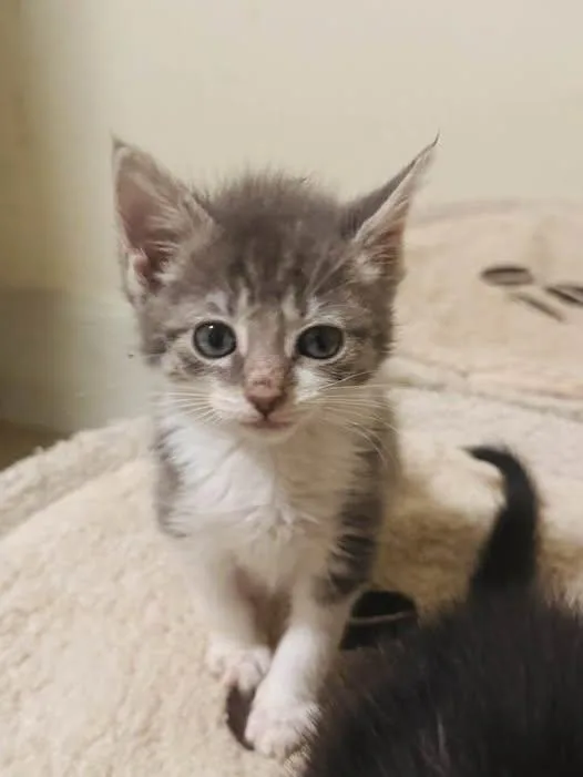 A baby medium-sized female Gray & White Domestic Short Hair cat named Betty for adoption in Palisades Park, NJ