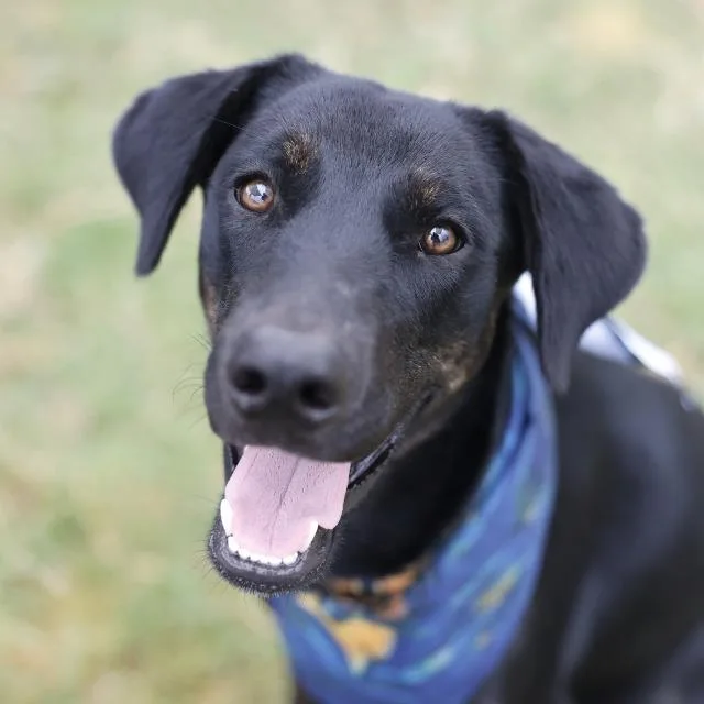 A young medium-sized male Shepherd dog named Rocko for adoption in San Antonio, TX
