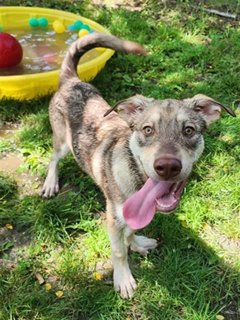 A baby small-sized male Siberian Husky dog named Speedo for adoption in Peoria, IL