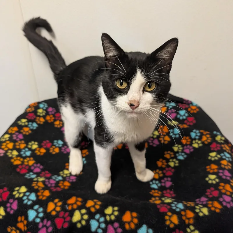 A young medium-sized male Black Domestic Short Hair cat named Cosmo for adoption in Rochester, MN