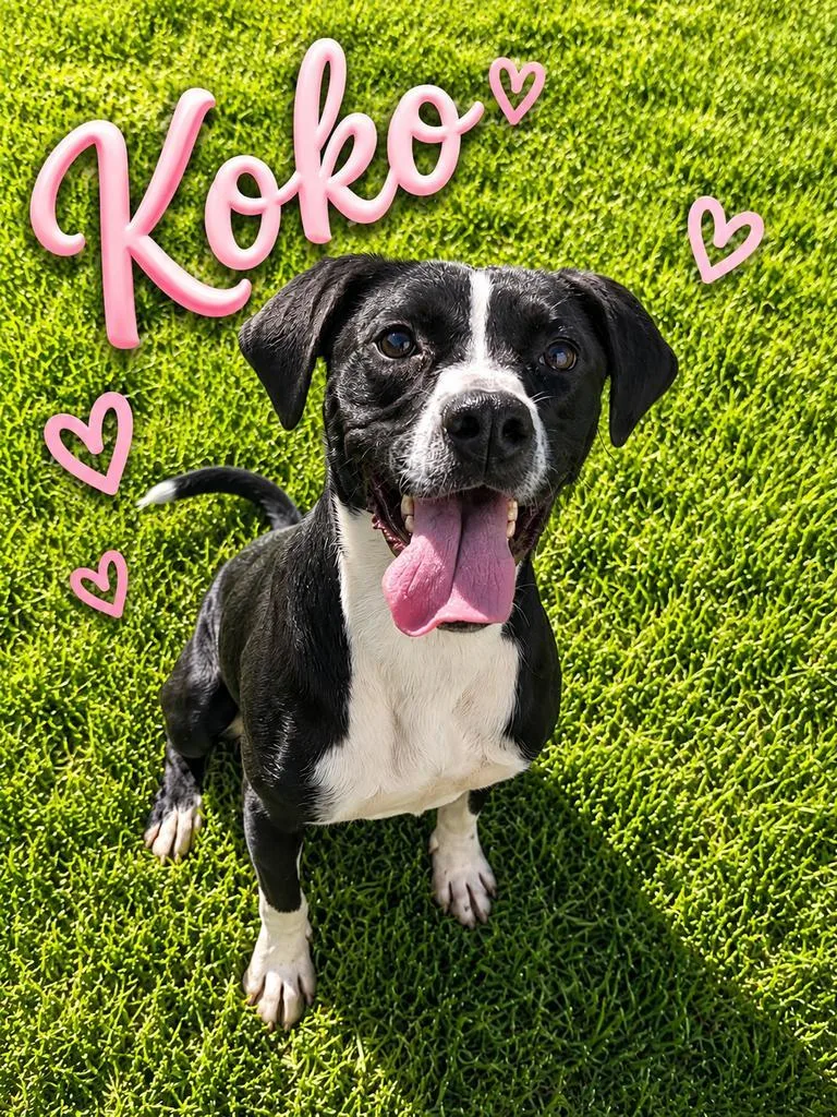 Koko