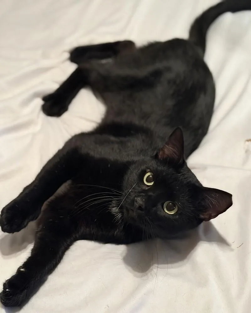 A young medium-sized male Black & White / Tuxedo Domestic Short Hair cat named Soot for adoption in Little Rock, AR