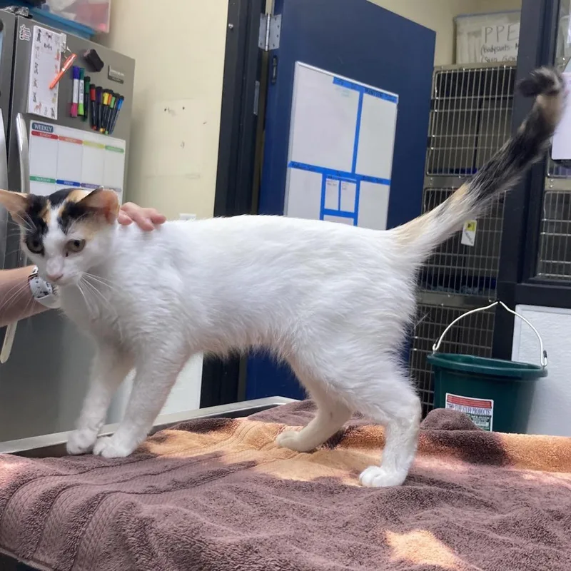 An adult large-sized female White Domestic Short Hair cat named Maxene Andrews for adoption in Galveston, TX
