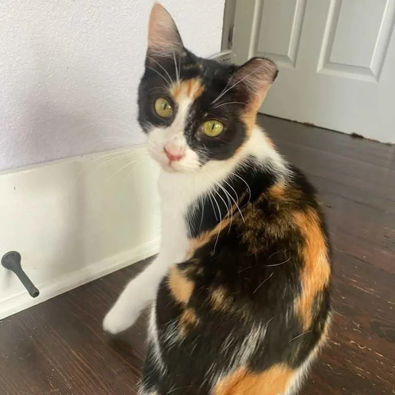 A young small-sized female Calico Domestic Short Hair cat named Sweet Pea for adoption in Waco, TX