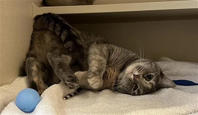 An adult small-sized female Domestic Short Hair cat named Feya for adoption in Denver, CO