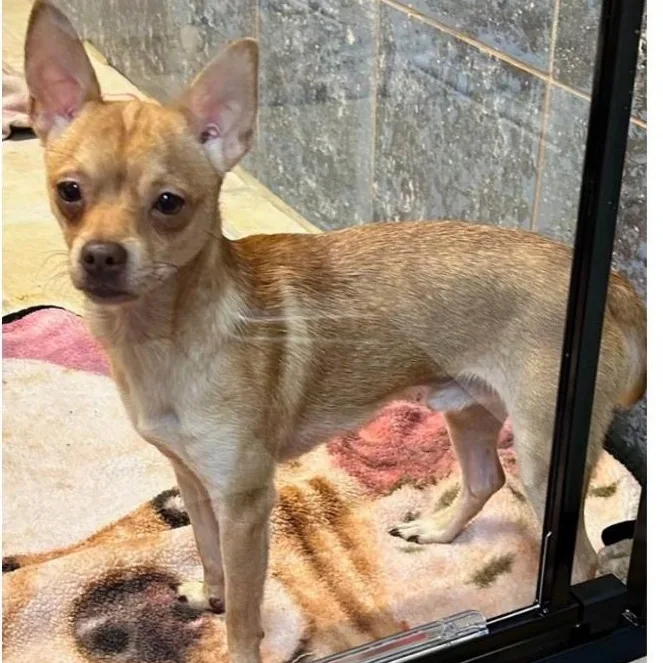A young small-sized male Yellow / Tan / Blond / Fawn Chihuahua dog named Daniel for adoption in Bartonsville, PA