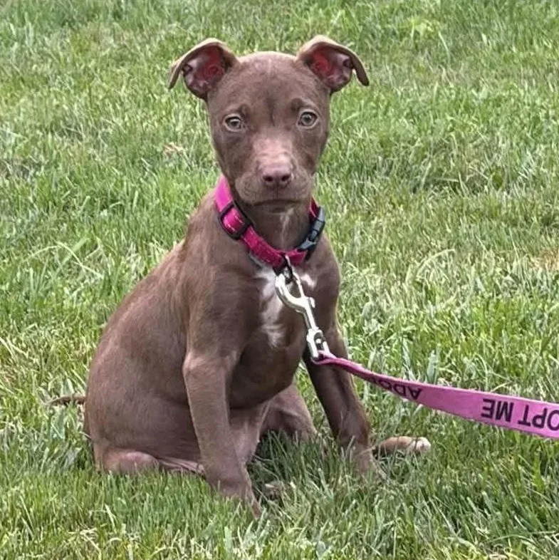 A baby medium-sized female Brown / Chocolate Pit Bull Terrier dog named Rainbow for adoption in Bethlehem, PA
