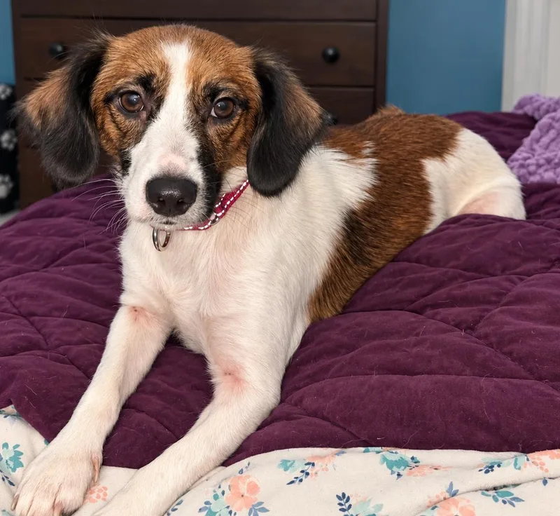 A young small-sized female Dachshund (Long Haired) dog named Sissy for adoption in Grand Rapids, MI