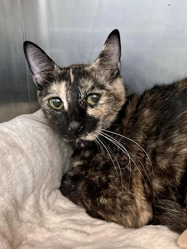 An adult small-sized female Domestic Short Hair cat named Garbo for adoption in Austin, TX