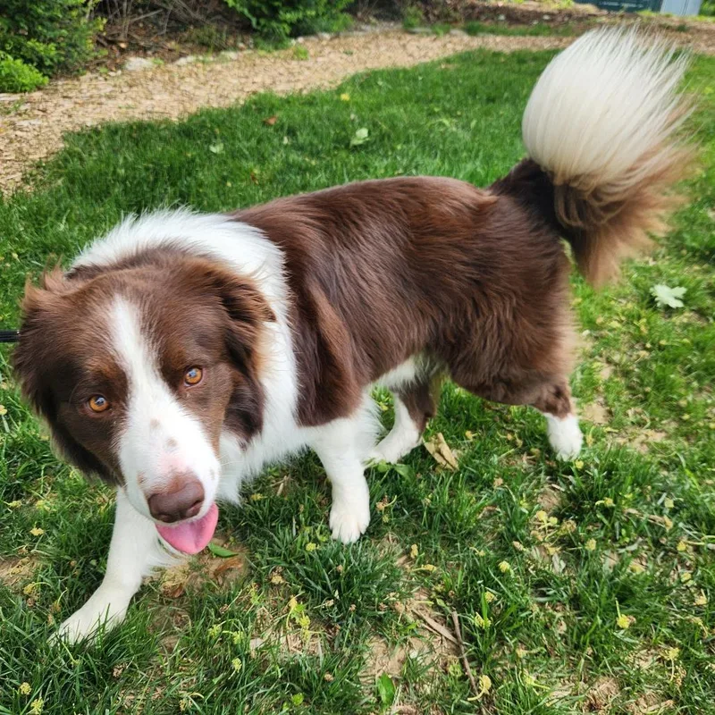 An adult medium-sized male Brown / Chocolate Australian Shepherd dog named Bingo Fka "buster Brown" for adoption in Perkiomenville, PA