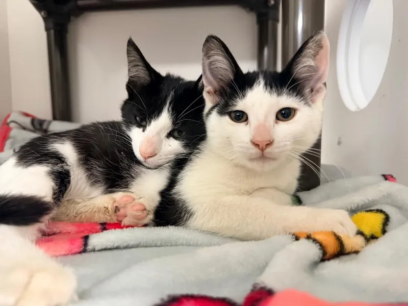 A baby medium-sized male Domestic Short Hair cat named Conway for adoption in Huntington, IN
