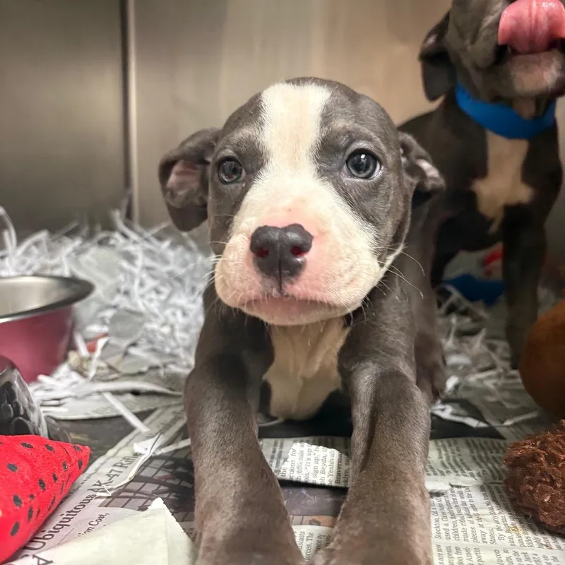 A baby medium-sized male Gray / Blue / Silver English Bulldog dog named Saja for adoption in Lakeland, FL