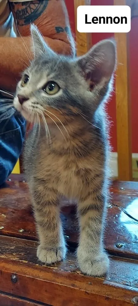 A baby small-sized female Domestic Medium Hair cat named Lennon Go. for adoption in Peoria, IL