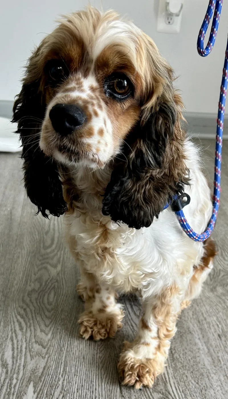 An adult medium-sized female Cocker Spaniel dog named Freckles for adoption in Westminster, MD