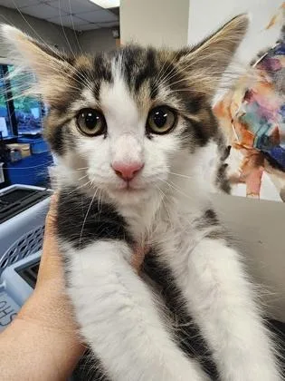 Leo $ At Petsmart thumbnail 2