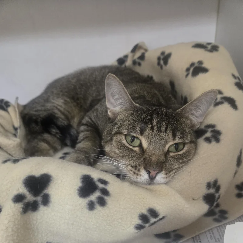 An adult medium-sized male Tabby (Brown / Chocolate) Domestic Short Hair cat named Wobbles for adoption in Phoenixville, PA