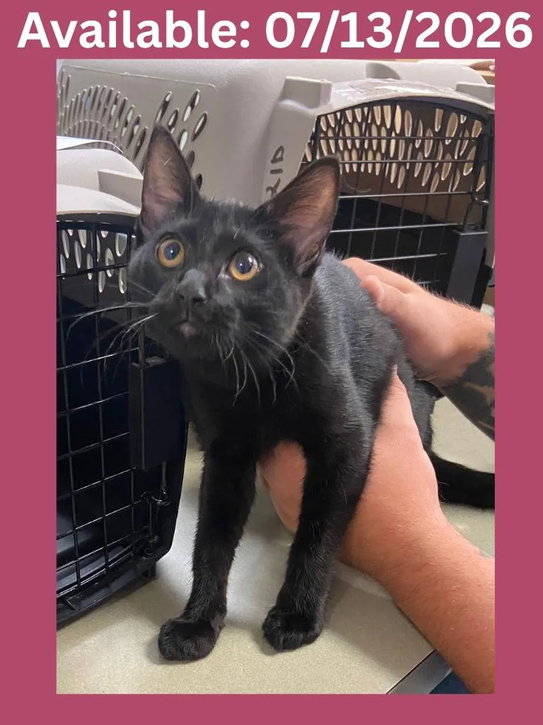 A baby medium-sized female Domestic Short Hair cat named Cat Condo for adoption in Greenville, TX