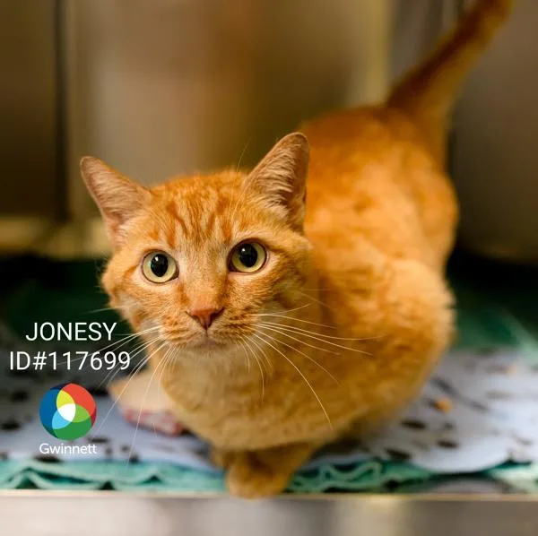 A senior small-sized male Domestic Short Hair cat named Fbd Jonesy for adoption in Lawrenceville, GA