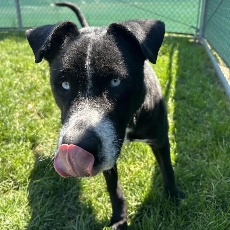 A young medium-sized male Black Husky dog named Viggo for adoption in Harrisonburg, VA