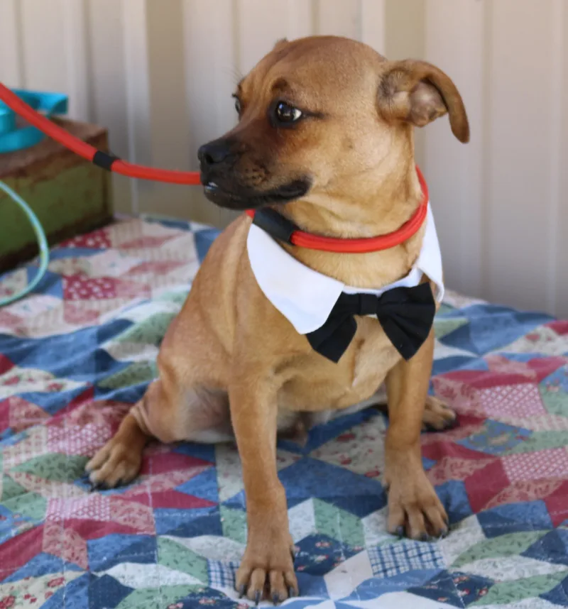 A young small-sized male Pug dog named Johnny for adoption in Bandera, TX