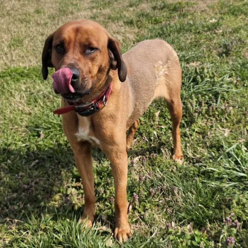 Clarabelle thumbnail 2